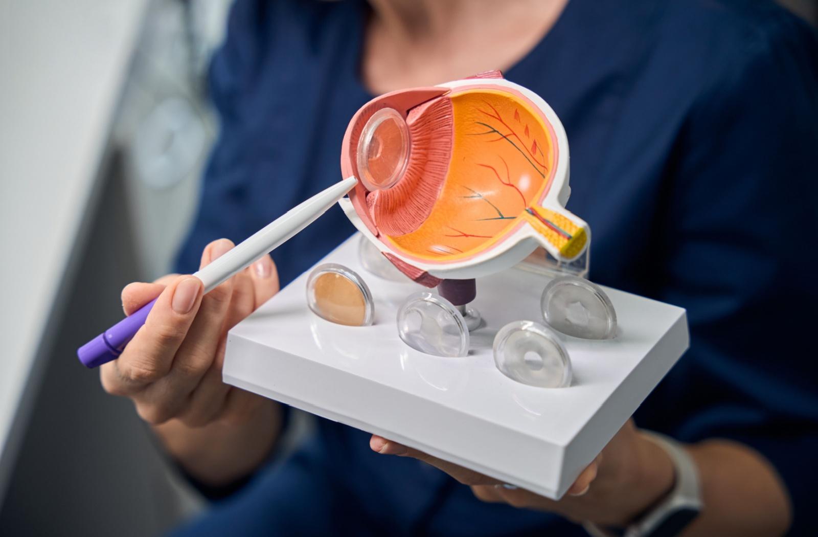 An optometrist using a diagram of an eye to show a patient where the retina is.